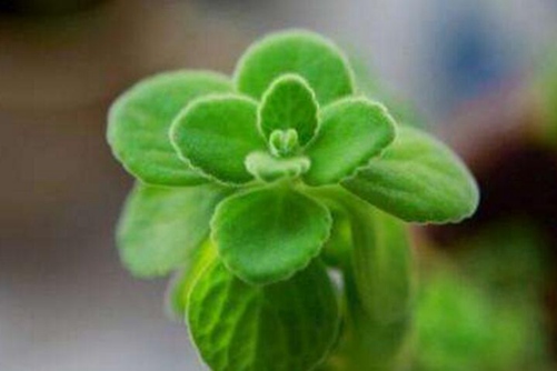 碰碰香有毒吗(没有),高清碰碰香图片大全