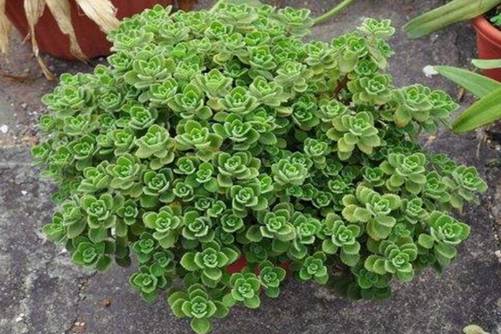 碰碰香有毒吗(没有),高清碰碰香图片大全