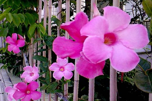 飘香藤好养吗,这样养飘香藤才会四季开花,芳香四溢