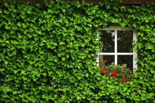 爬山虎怎么种,爬山虎虽好但危害也不少你知道吗?