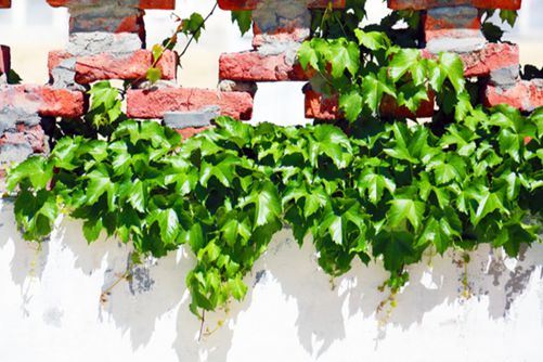 爬山虎怎么种,爬山虎虽好但危害也不少你知道吗?