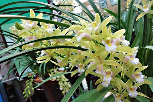 花中君子是什么花,花中君子的传说故事