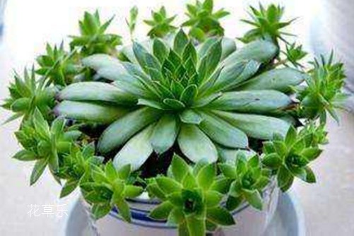 佛座莲怎么换盆?花草乐告诉你,这样换盆还很容易“生孩子”哦!