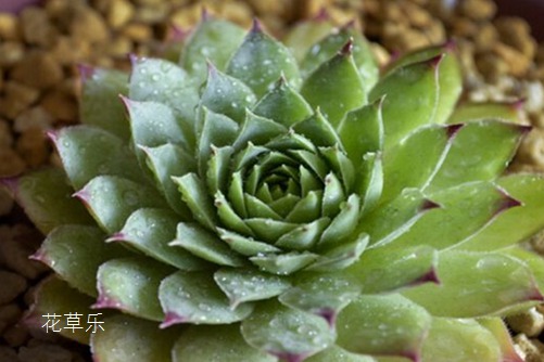 佛座莲怎么换盆?花草乐告诉你,这样换盆还很容易“生孩子”哦!