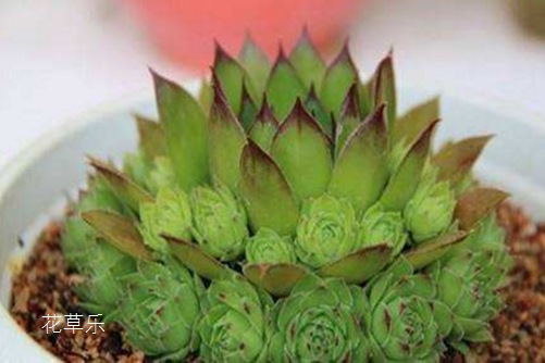 佛座莲怎么换盆?花草乐告诉你,这样换盆还很容易“生孩子”哦!