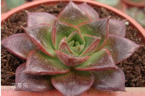 锦罗红帐后,层层叠叠间,大和锦的养殖方法和注意事项