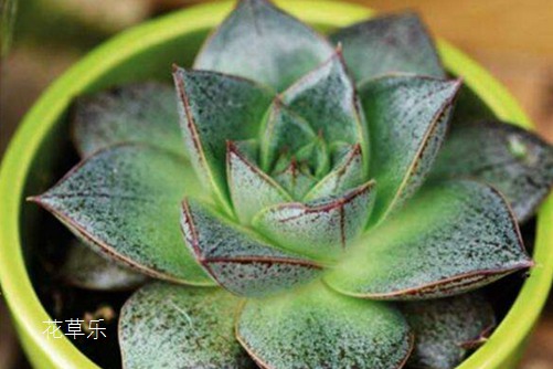 锦罗红帐后,层层叠叠间,大和锦的养殖方法和注意事项