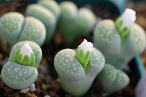 生石花怎样生根,快生根的养护技巧