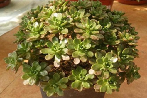 小人祭掉叶子是什么原因?活着就有机会美貌