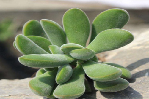 若歌诗养殖方法及注意事项,它从不等待花期,每天都如花般美丽