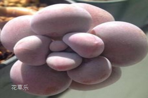 桃之卵(桃蛋)怎么播种?管它什么蛋,养好了就是你的蛋!