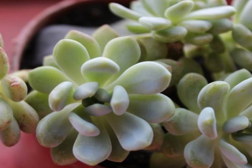 凝脂莲叶子水化怎么办?终于等到你,还好我没放弃~