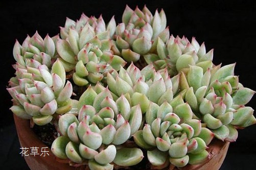 女雏烂叶原因,看看一棵女雏从死亡线上回来的案例