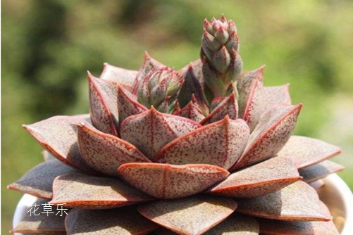 锦罗红帐后,层层叠叠间,大和锦的养殖方法和注意事项