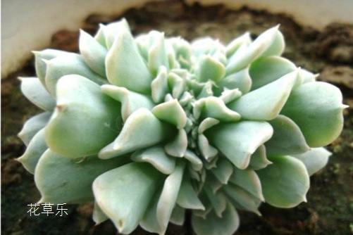 多肉界的英雄妈妈特玉莲,特玉莲的养殖方法有哪些?