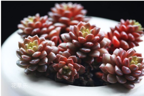 小玉开完花会死吗?最好咔嚓一刀