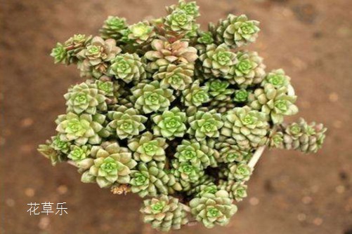 小玉开完花会死吗?最好咔嚓一刀