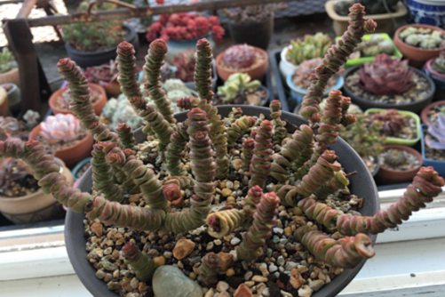 钱串和小米星有什么不同?懂得以下两点,你一眼就能分辨出来