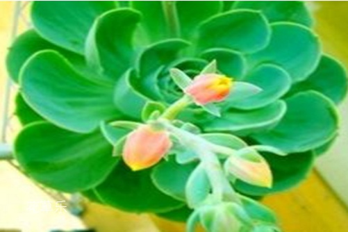 观音莲怎么分株?如何成为观音莲大户