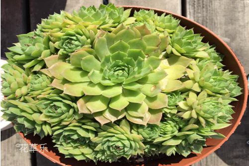 观音莲怎么分株?如何成为观音莲大户