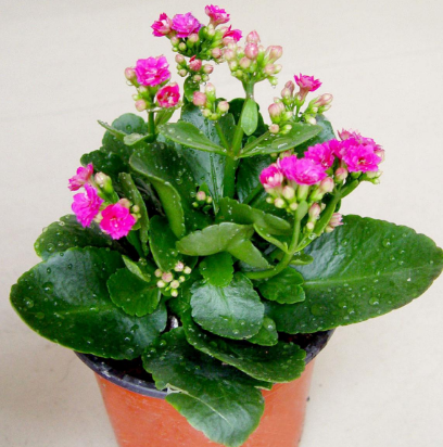 长寿花这样做,开花多到爆!长寿花催花方法大全