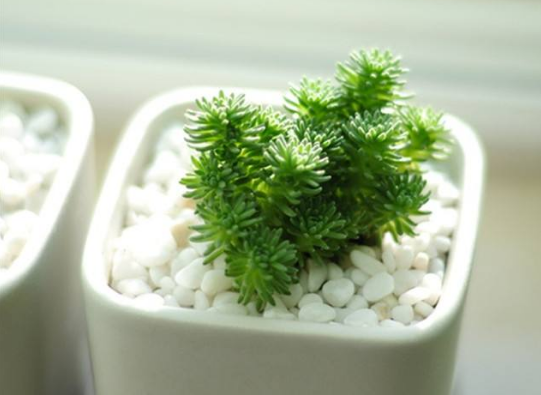 这些年,多肉开过的花儿,白花小松什么时候开花?