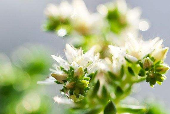 这些年,多肉开过的花儿,白花小松什么时候开花?