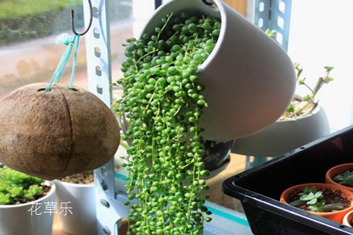 珍珠吊兰悬垂观叶植物,怎样摆放全家运气会更旺