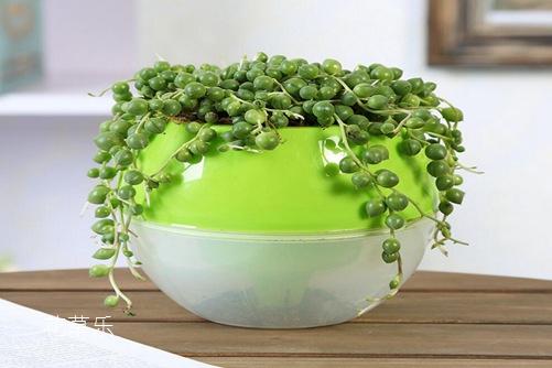 珍珠吊兰悬垂观叶植物,怎样摆放全家运气会更旺