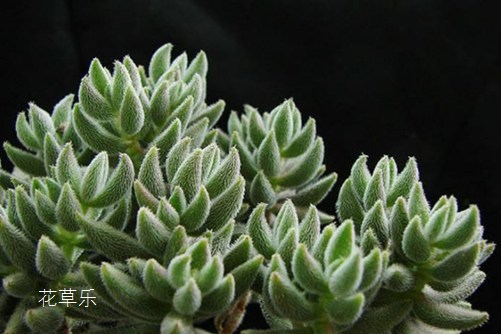 绵里不藏针,绒针会开花吗?绒针徒长了怎么办?