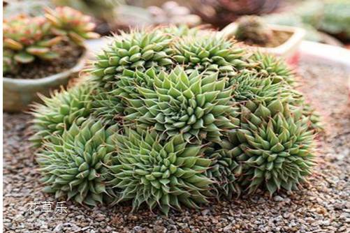 多肉植物银星 相逢就是缘,银星开花会死吗?