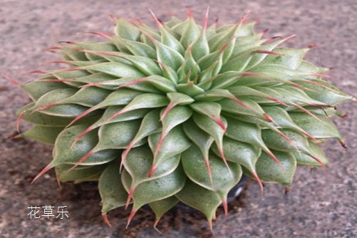 相逢就是缘,银星开花会死吗?