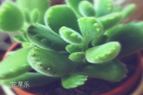 多肉熊掌花怎么修剪和摘心,才会很快长出熊掌一样的“红爪子”