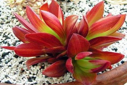 火祭爆盆最简单方法,火祭春秋季是生长期吗?