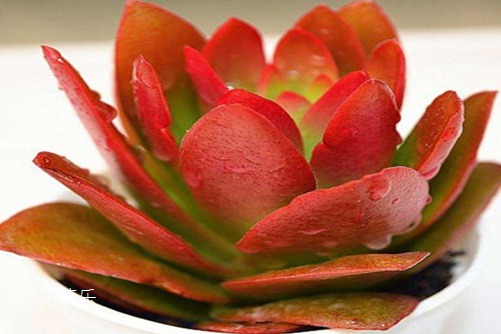 火祭爆盆最简单方法,火祭春秋季是生长期吗?