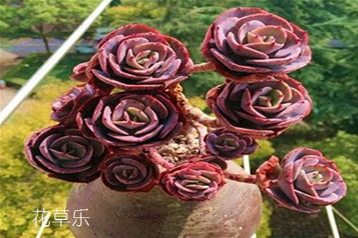 多肉红粉台阁怎么养?你的养殖方法正确吗?