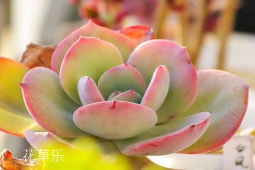 多肉白凤怎么养才会肤若凝脂?学会下面这几招就能做到