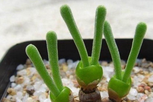 碧光环怎么种,怎样将多肉碧光环养成小兔兔