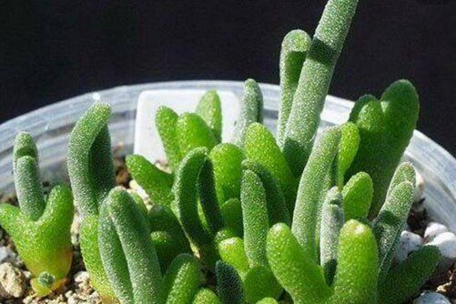 碧光环怎么种,怎样将多肉碧光环养成小兔兔
