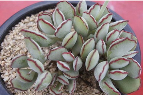 福娘系多肉怎么养? 用这个法子,个个都可以变成肉界“吴彦祖”