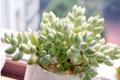 福娘系多肉怎么养? 用这个法子,个个都可以变成肉界“吴彦祖”