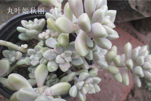 姬秋丽和丸叶姬秋丽的区别,从叶片、颜色和花朵三方面辨别