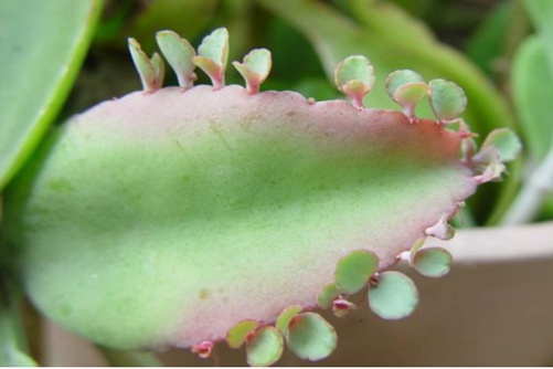 落地生根有毒吗?微毒,你所不了解的落地生根