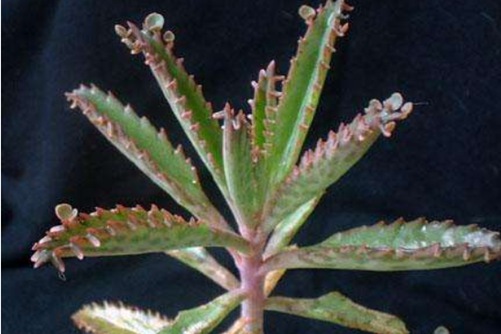 落地生根有毒吗?微毒,你所不了解的落地生根