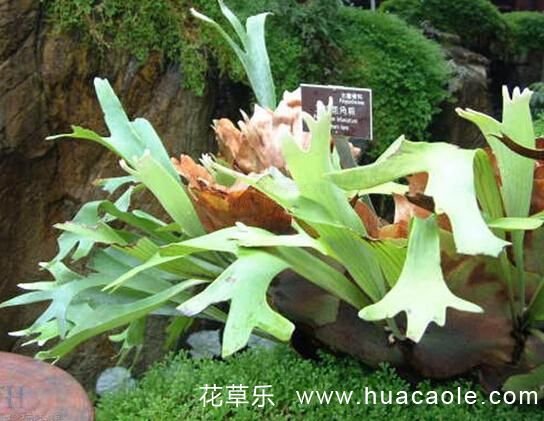 花语大全:有一颗萝莉心的鹿角蕨花语