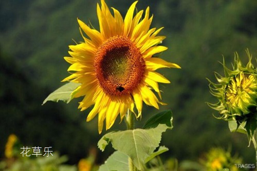 第21届世界杯举办国俄罗斯的国花是什么?