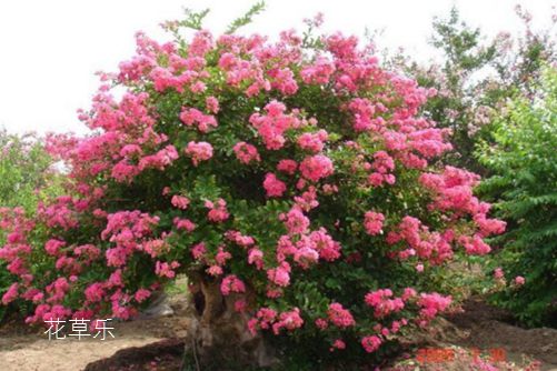 紫薇怎么养可以花开百日？采用轮次修剪法可以做到