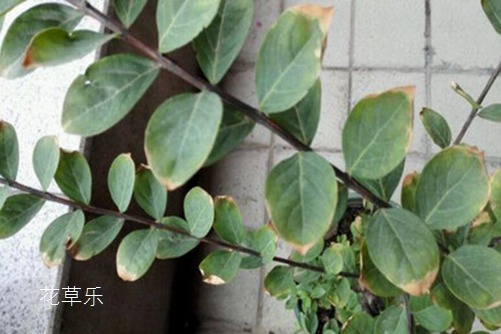 紫薇花叶子发黄怎么办?叶子发黄的原因与防治