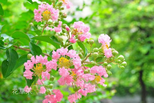 紫薇花叶子发黄怎么办?叶子发黄的原因与防治