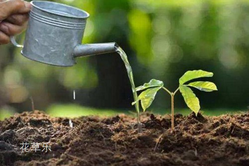 紫薇花叶子发黄怎么办?叶子发黄的原因与防治